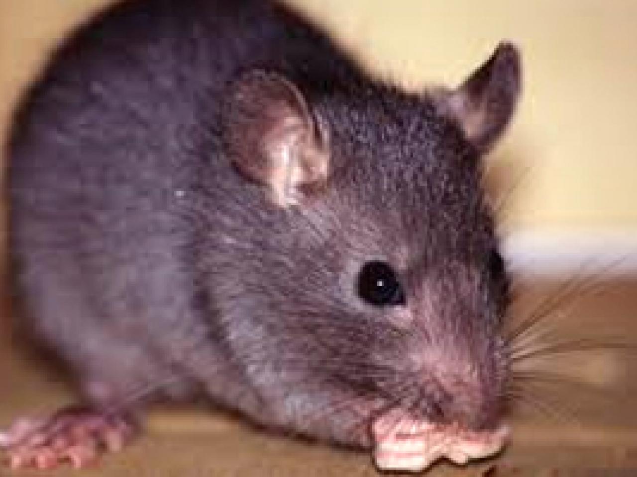 Onde os Ratos Ficam Durante o Dia? Por que Eles Não Saem?