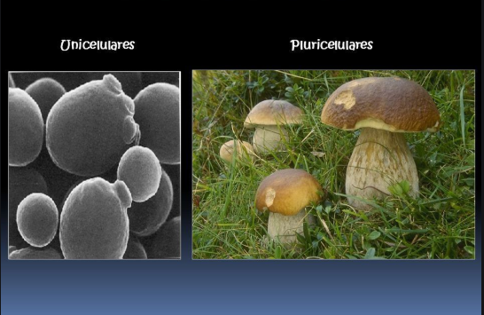 Fungos: O Lado Ruim dos Unicelulares e Pluricelulares