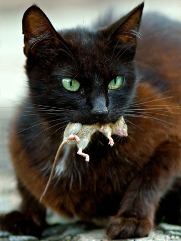 Meu Gato Trouxe Um Rato Vivo (ou Morto), E Agora? O Que Fazer?