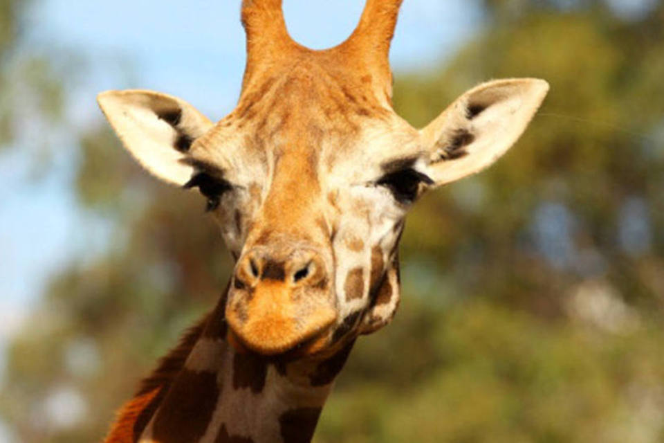 Quais os Animais que Possuem Mais que Um Ano de Gestação?