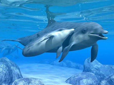 Golfinho Cabeça de Melão: Características, Nome Cientifico e Fotos