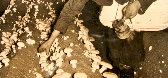 História do Cogumelo E Origem Da Planta