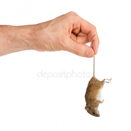 Comer Comida Que Rato Passou: Qual O Risco De Pegar Doença?
