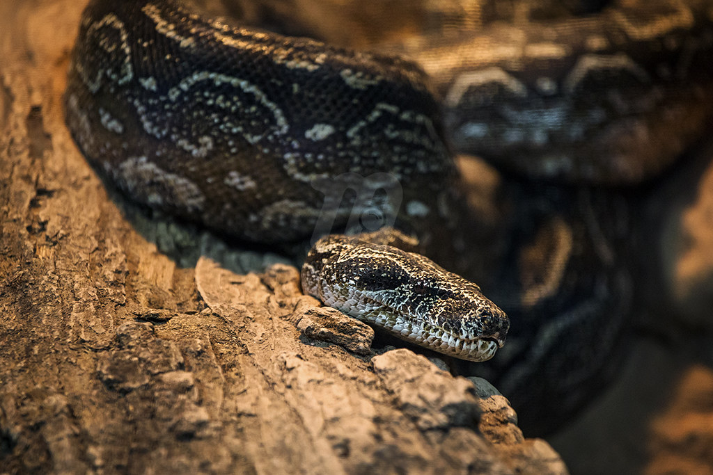 Cobra Jibóia Argentina: Curiosidades, Nome Científico e Imagens
