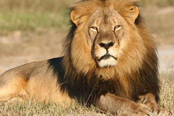 Qual É O Animal Mais Protetor Do Mundo?