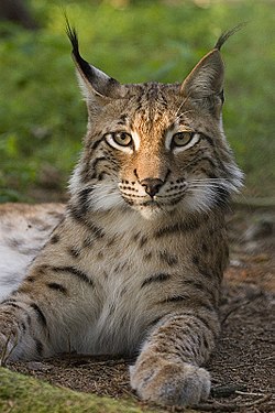 Curiosidades do Lince e Fatos Interessantes