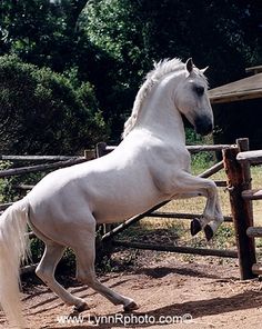 Raça de Cavalo Lippizzan: Características, Fotos e Historia