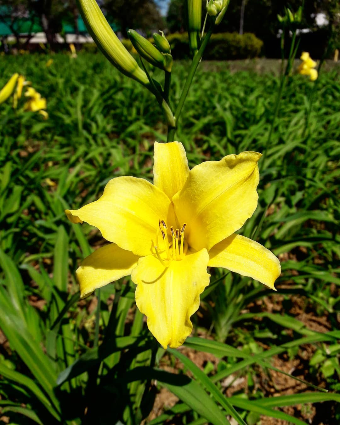 Lírio Amarelo: Características, Significado, Espécies E Fotos