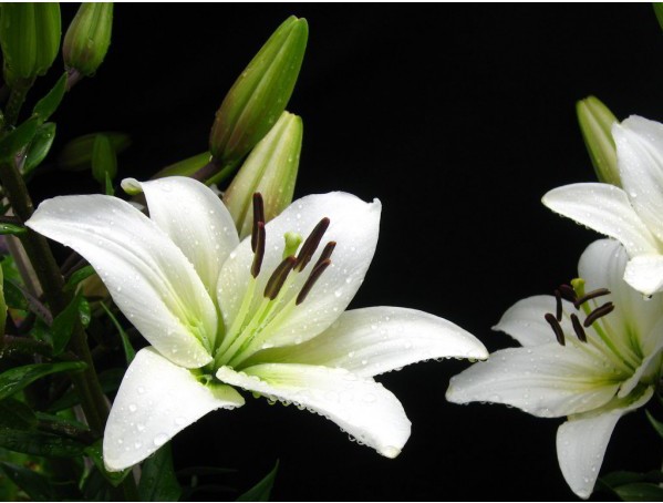 Para Que Serve a Flor De Lírio? Qual a Sua Utilidade?