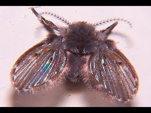 Mosca de Banheiro: Características, Como Evitar, Habitat e Fotos