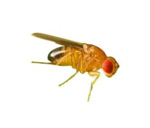 Mosca de Enxame Amarela: Curiosidades, O Que Atrai e Imagens