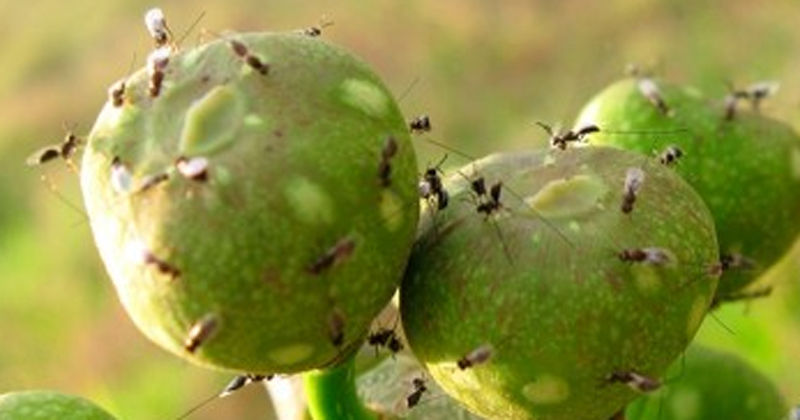 Mosca do Figo: Características,Como Evitar e Fotos
