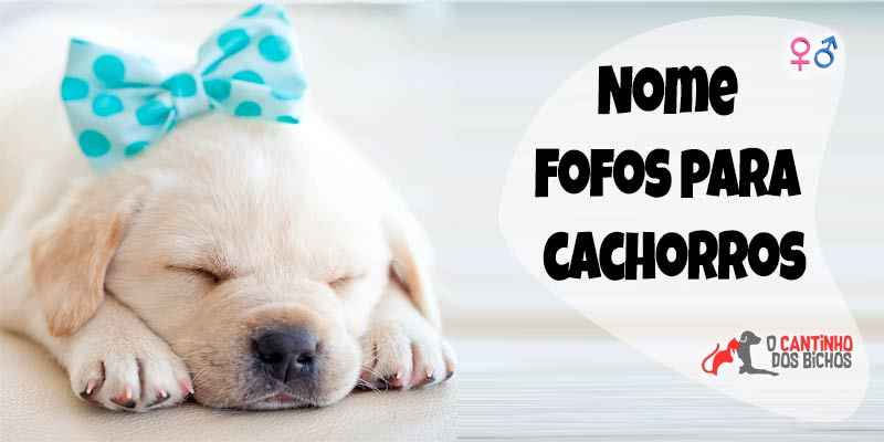 Lista de Nomes Para Cachorros Pequenos: Masculino e Feminino