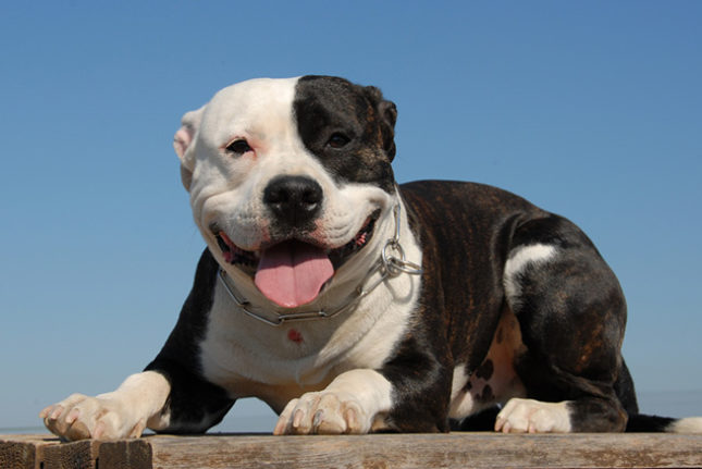 Pitbull Red Devil: Comportamento, Tamanho, Filhotes e Fotos