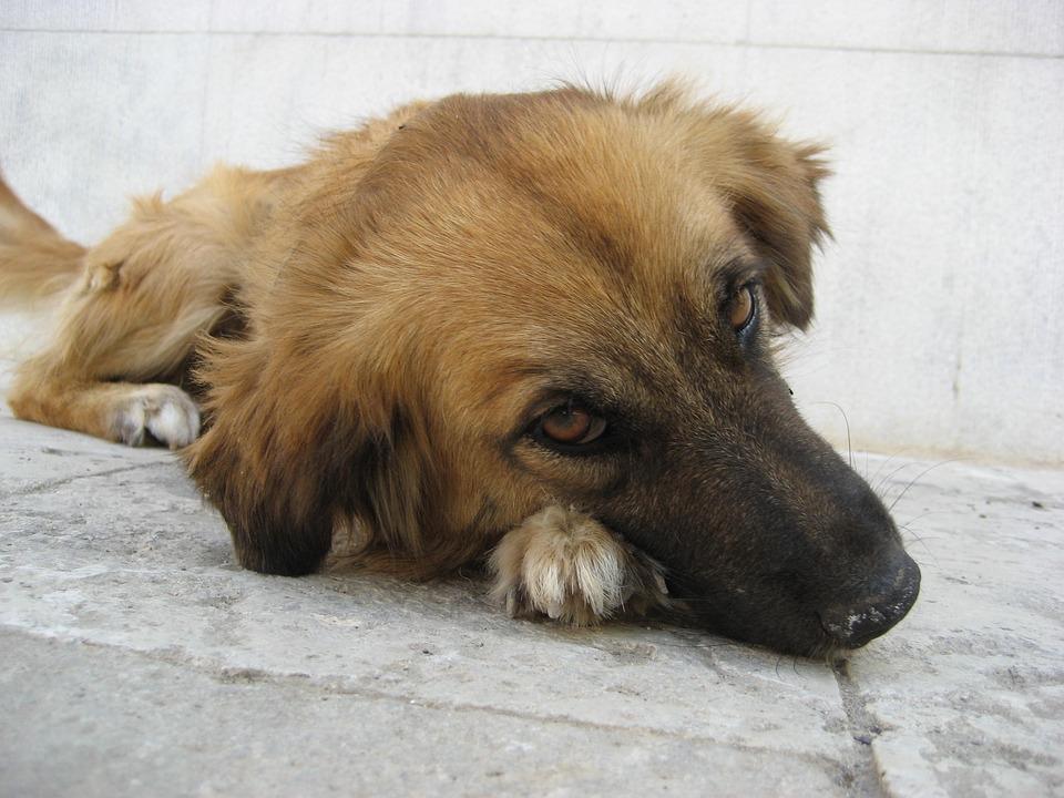 Quais os Sintomas de Infecção Intestinal em Cachorros?