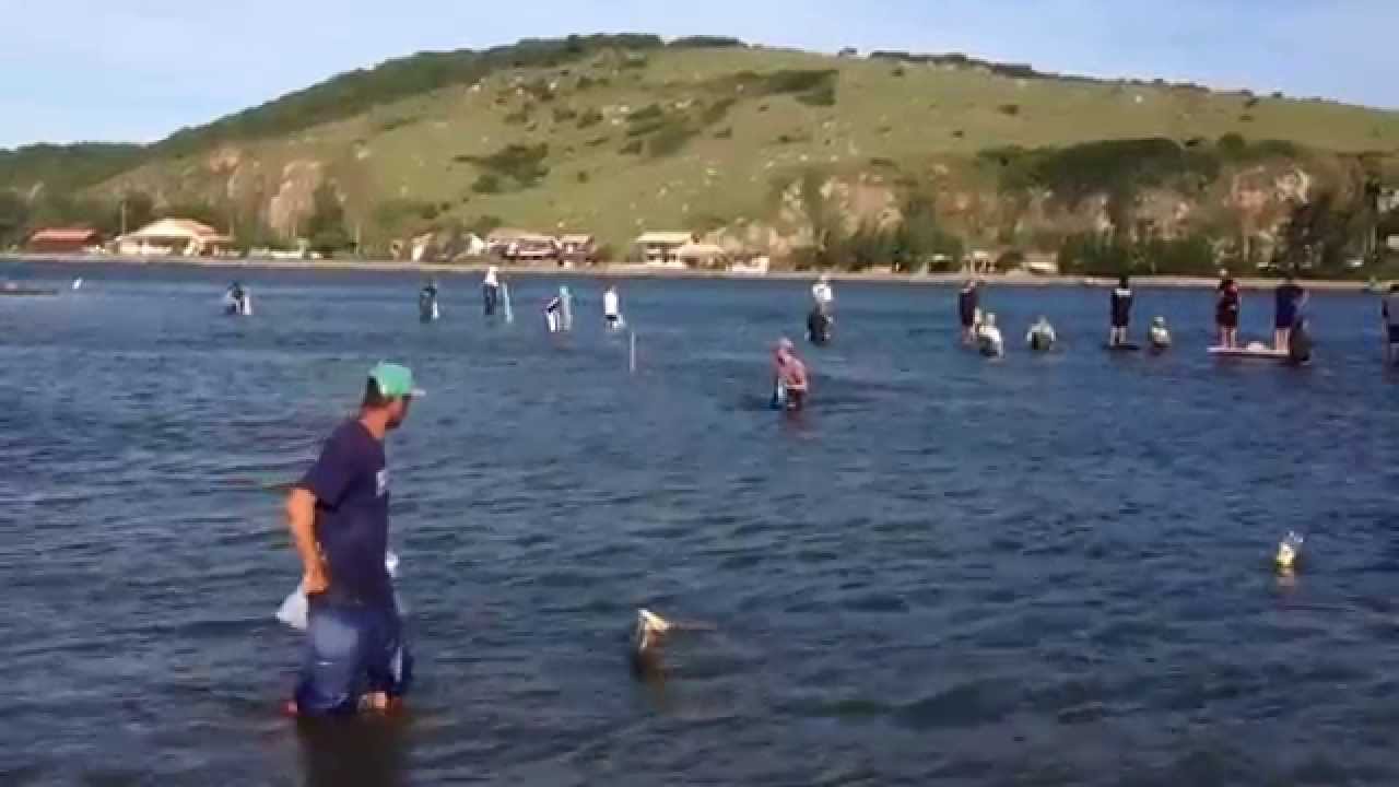 Quais São Os Predadores do Golfinho? E Seus Inimigos Naturais?
