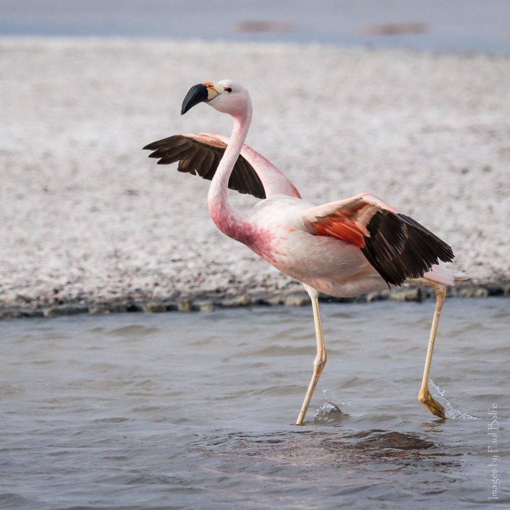 Flamingo Andino: Alimentação, Habitat, Ameaças e Imagens