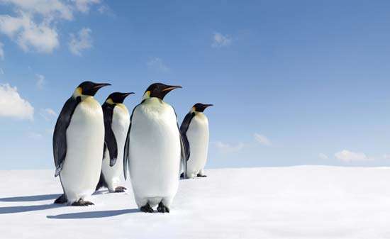 Ficha Técnica Do Pinguim: Peso, Altura, Tamanho E Imagens