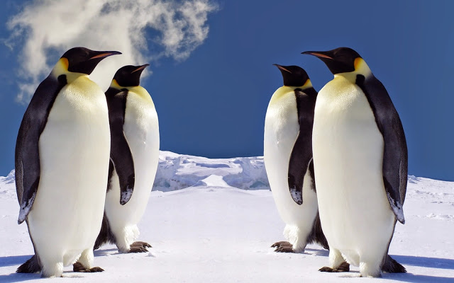 Como os Pinguins Vivem no Gelo? Como Resistem ao Frio?
