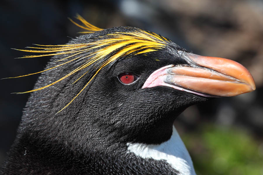Pinguim Macaroni: Características, Nome Científico e Fotos