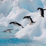 Pinguim Mergulhando