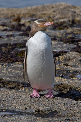 Pinguim Waitaha: Características, Nome Científico e Fotos
