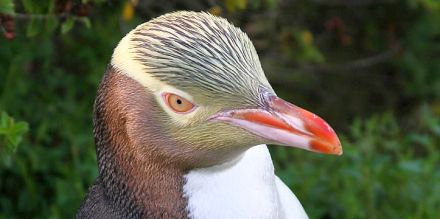 Pinguim de Olho Amarelo: Características, Nome Cientifico e Fotos