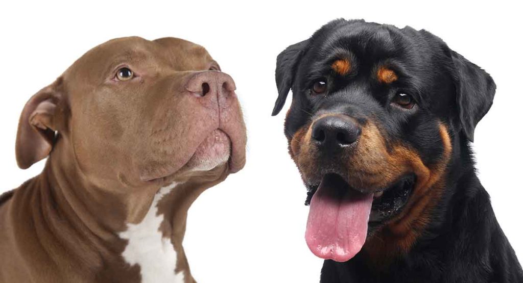 Pit Bull vs Rottweiler: Qual O Mais Forte? E O Mais Perigoso?