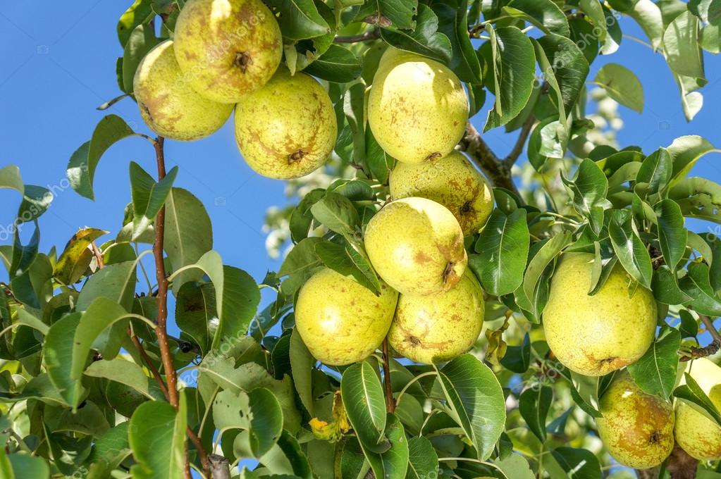Pomar de Peras: Como Fazer Plantação de Pereiras e Fotos