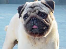 Pug Linhagem Anjos Características, Comportamento e Fotos
