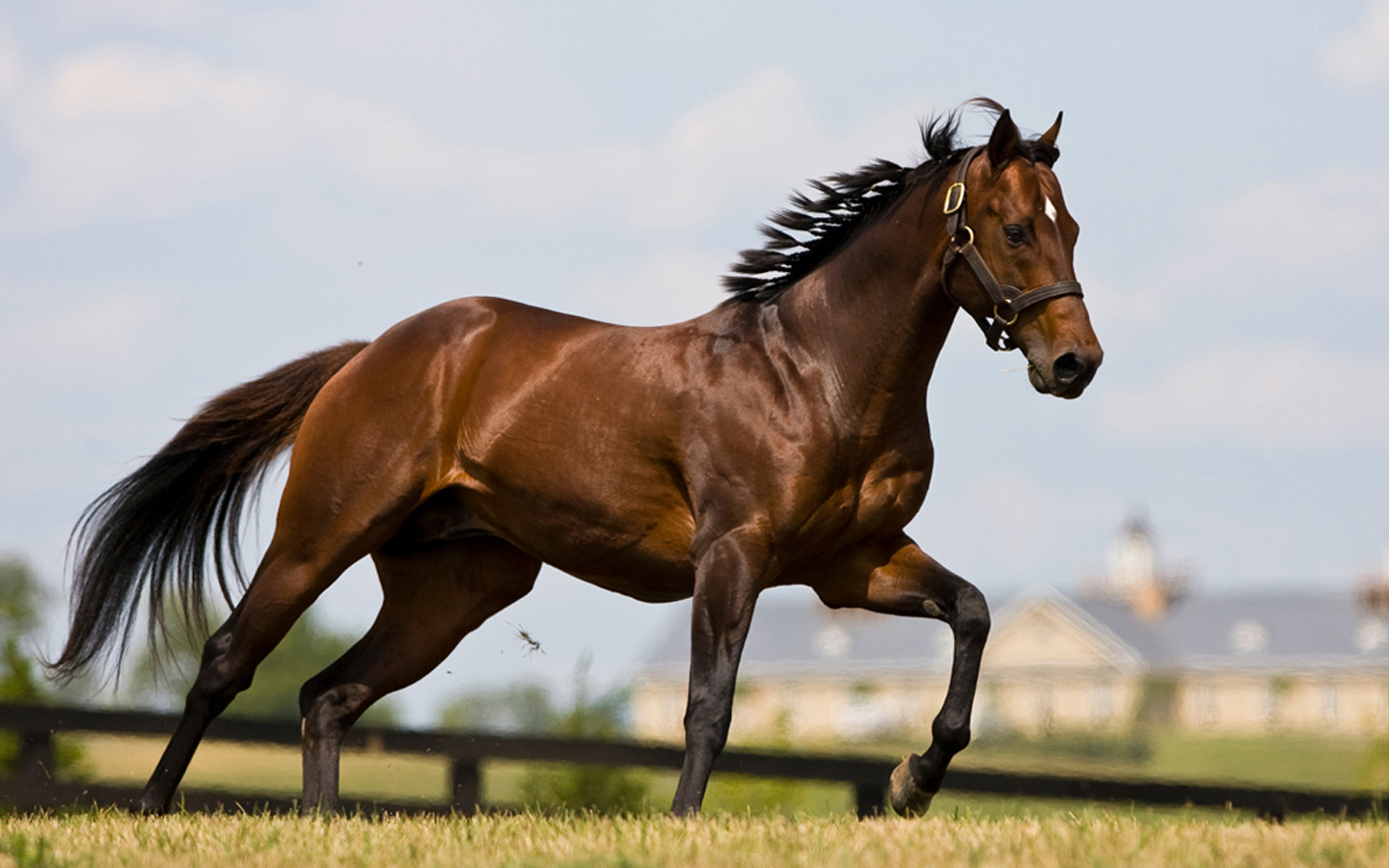 Lista De Nomes Originais Para Cavalos E Éguas De Haras