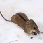 Rato do Campo Listrado na Neve
