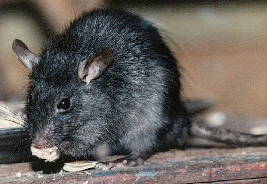 Rato Preto: Curiosidades, Habitat, Nome Cientifico E Imagens