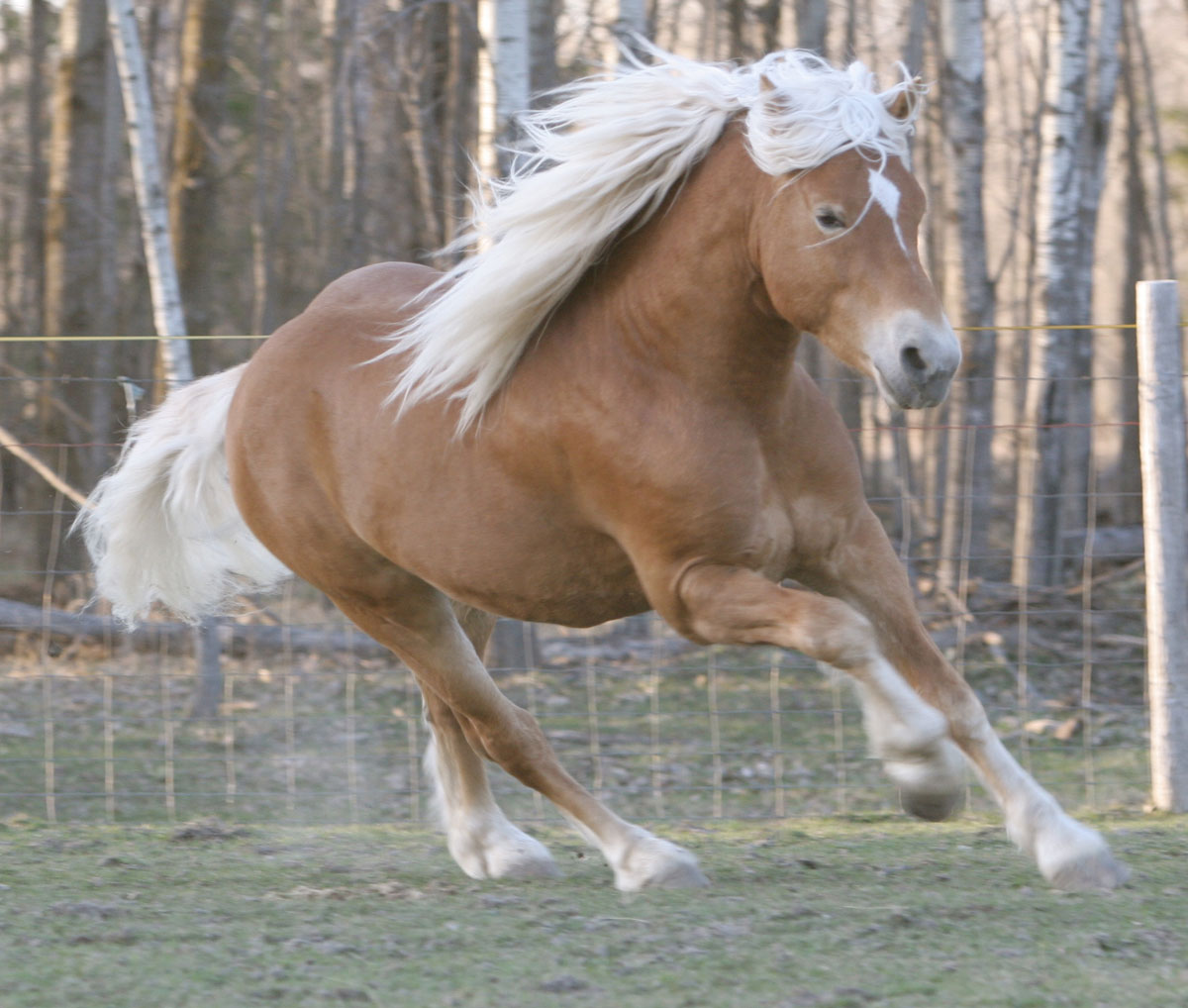 Raça de Cavalo Haflinger: Características, Fotos, História e Origem
