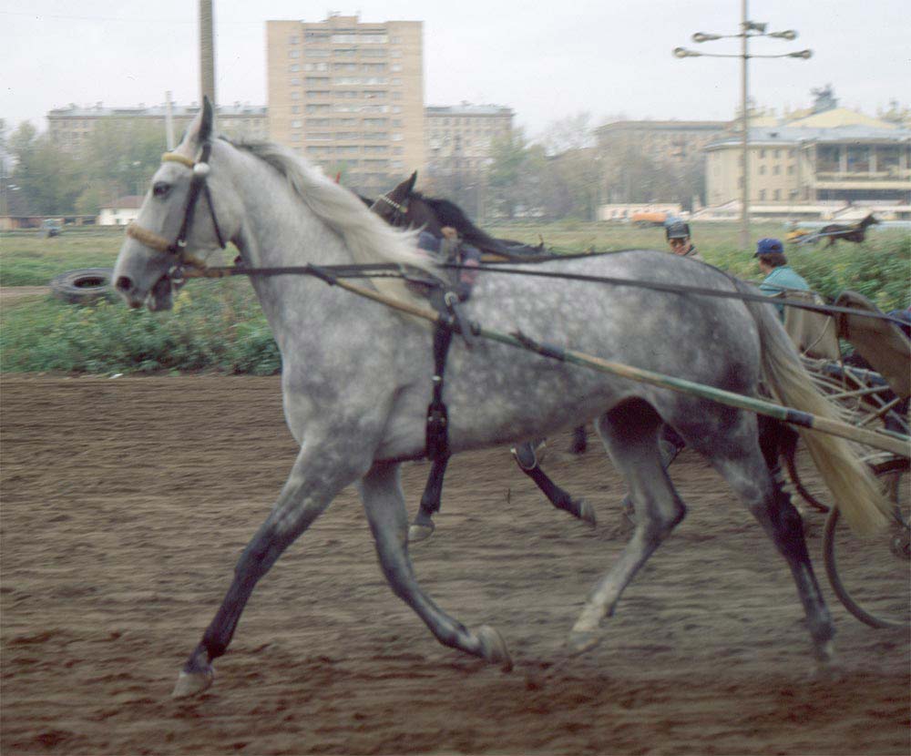 Raça de Cavalo Orlov Trotters: Características, Fotos e História