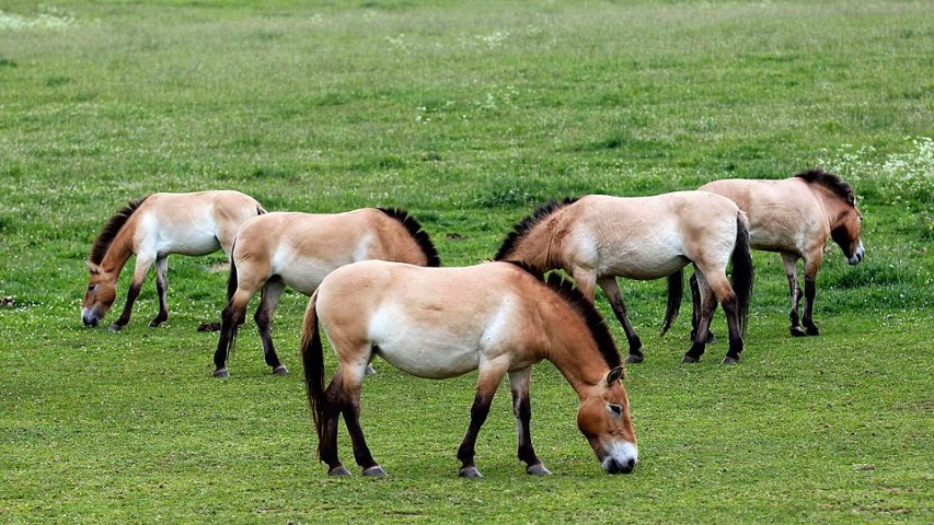 Raça de Cavalo Przewalski: Características, Fotos e História