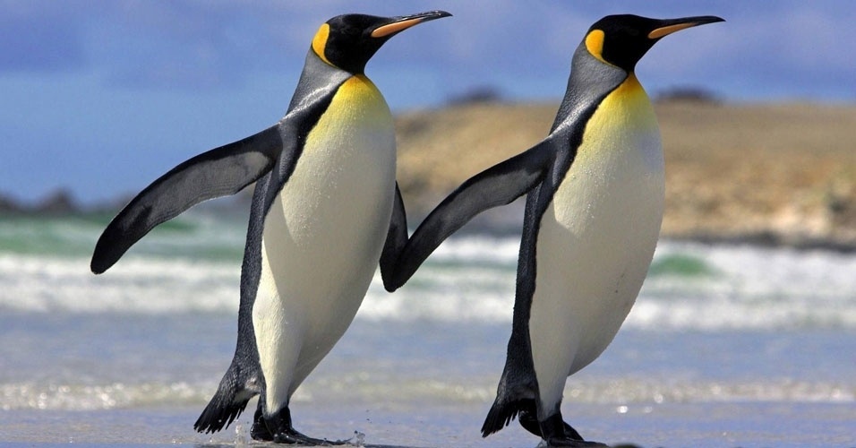 Pinguim: Curiosidades e Fatos Interessantes Sobre o Animal