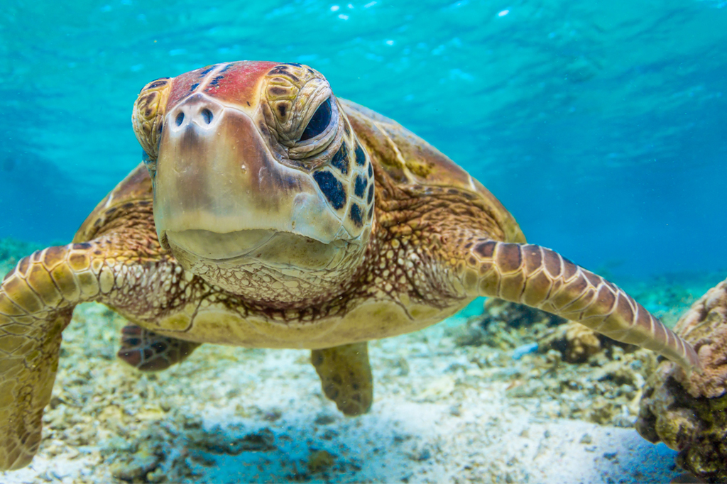 História da Tartaruga e Origem do Animal