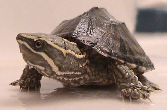 Tartaruga Almiscarada: Características, Nome Cientifico e Fotos