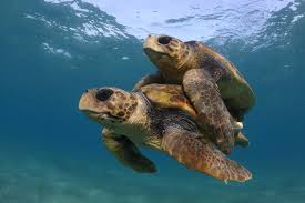 Qual é o Animal Mais Velho do Mundo, O mais Antigo do Planeta?