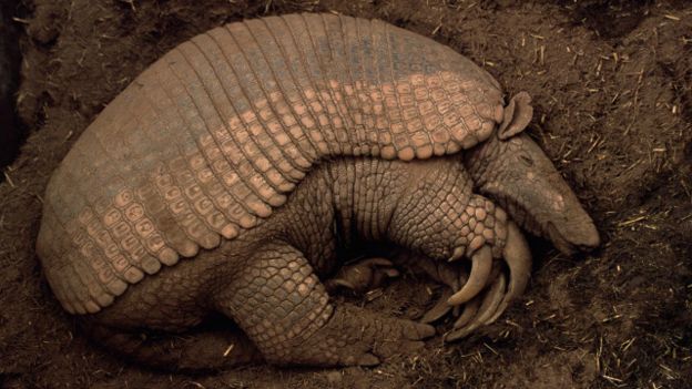 Qual é O Animal Que Menos Dorme? E Qual Que Mais Dorme?