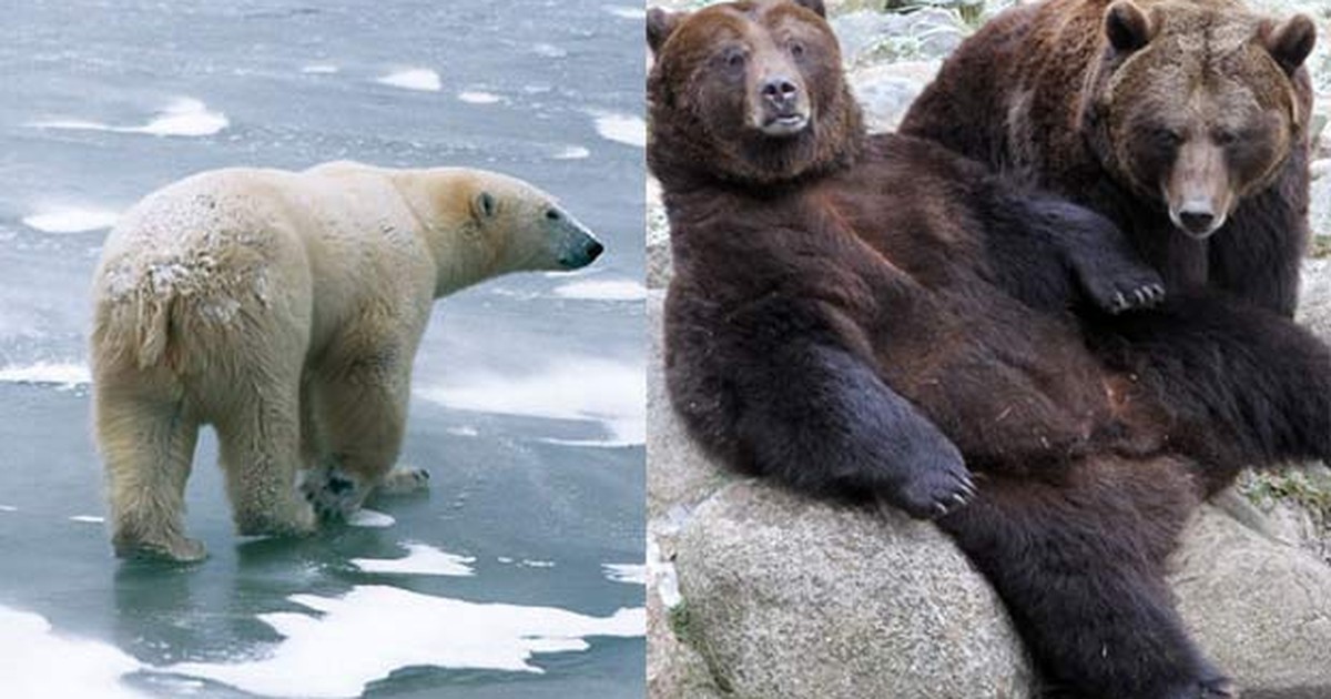 Diferenças e Semelhanças do Urso Pardo e Urso Polar