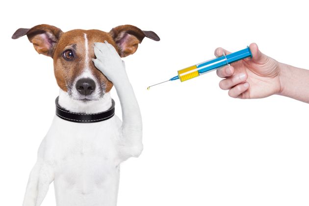 Quando Vermifugar o Cachorro? Quantos Dias o Cão Deve Ter?