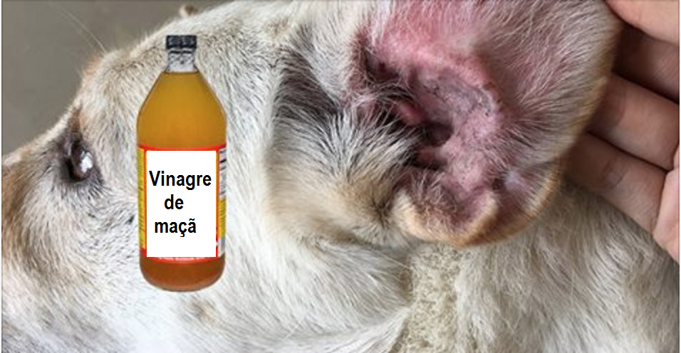 Como Dar Banho No Cachorro Com Vinagre De Maçã