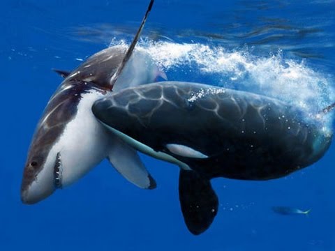 É Verdade que a Orca é um Golfinho? Quais as Suas Diferenças?