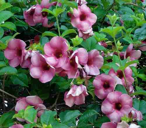 Alamanda Roxa: Ela é Tóxica?  Cuidados Com a Flor e Fotos