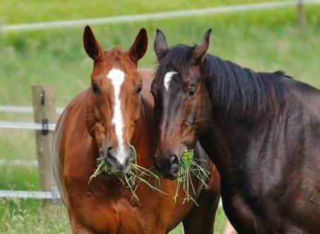 Alimentação do Cavalo com Milho, Alfafa, Capim, Aveia e Silagem