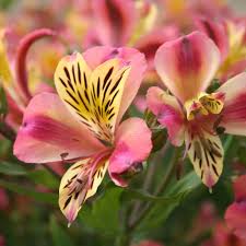 Historia da Alstroemeria e Origem da Flor