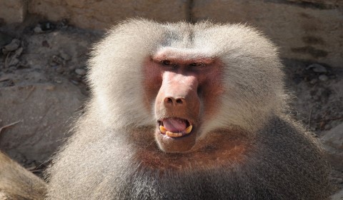 Babuíno: Curiosidades e Fatos Interessantes Sobre o Animal