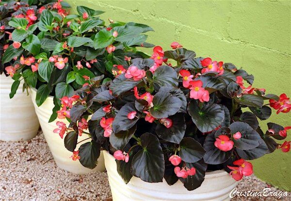 Begonia Elatior: Características, Como Cuidar, Mudas e Fotos
